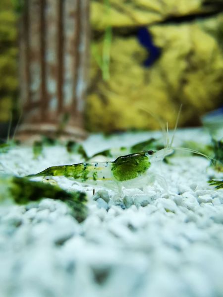 Green Rilli Garnele - Neocaridina davidi "Green Rilli"